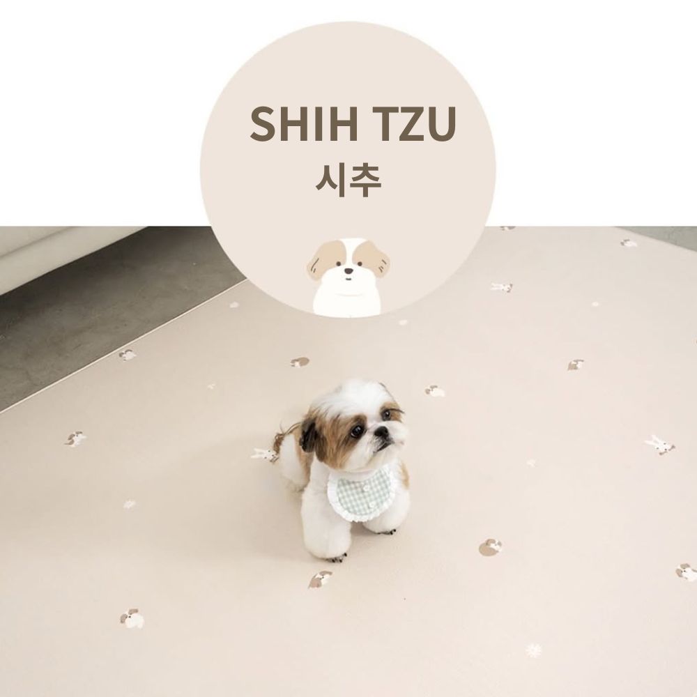 Shih Tzu