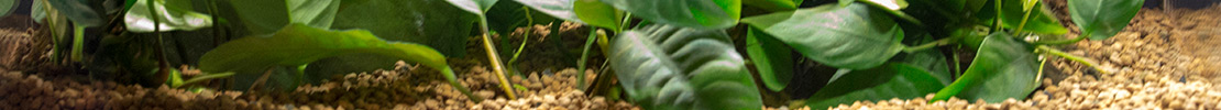 planted-banner.jpg