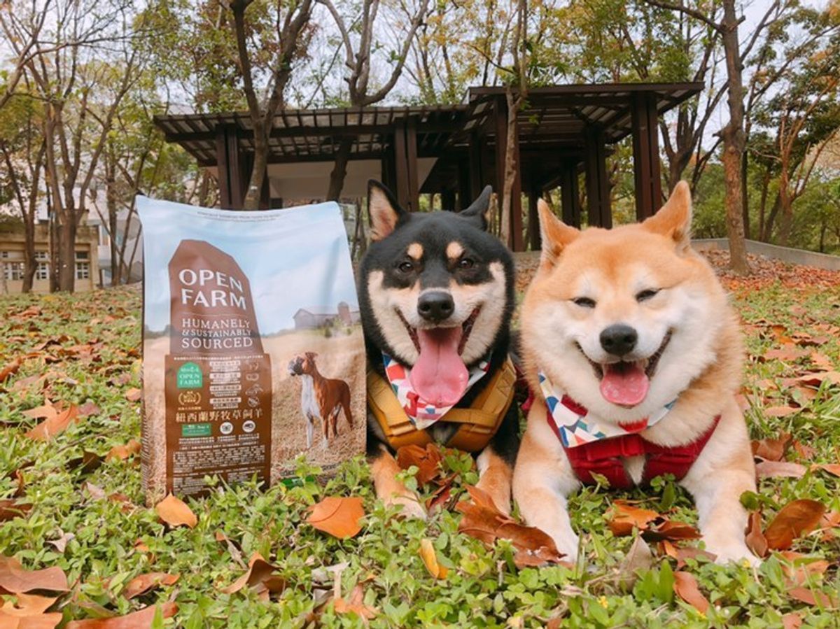 【柴犬雙米試吃推薦】來一盤平常都有在吃的羊肉口味吧!