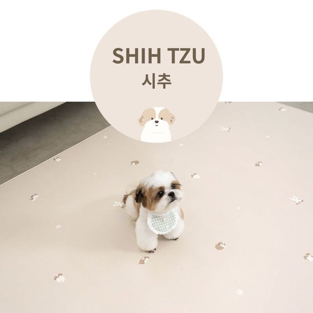 Shih Tzu