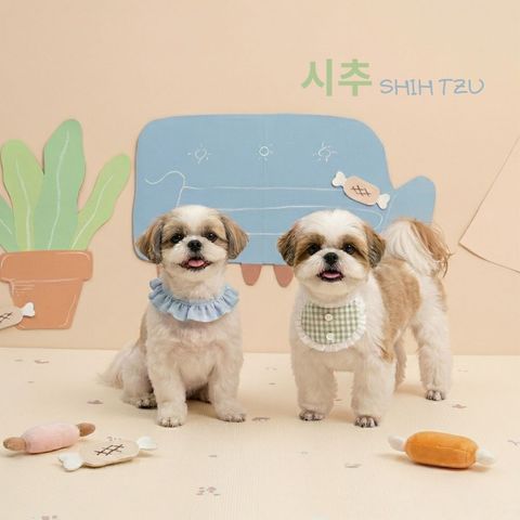 Shih Tzu (2)