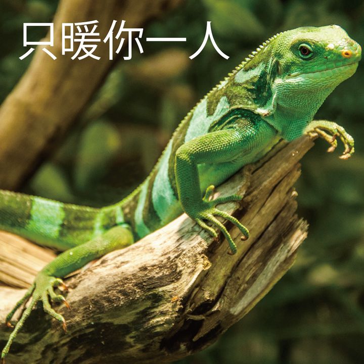 燈泡推圖1