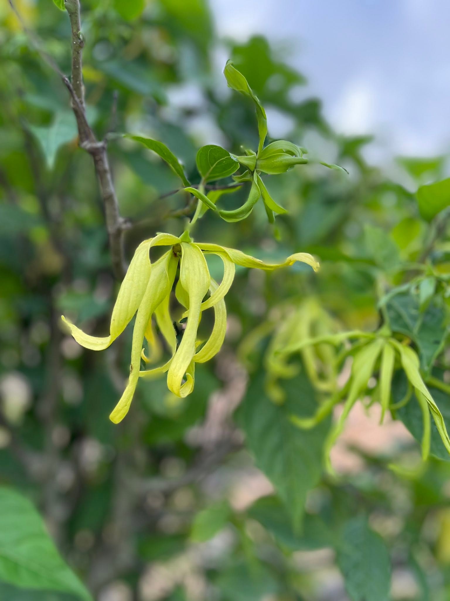 今早的花園