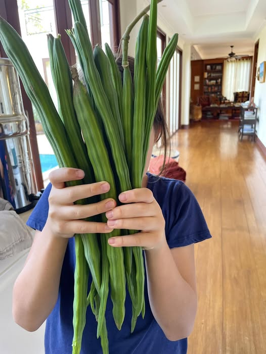 我們家的辣木豆莢