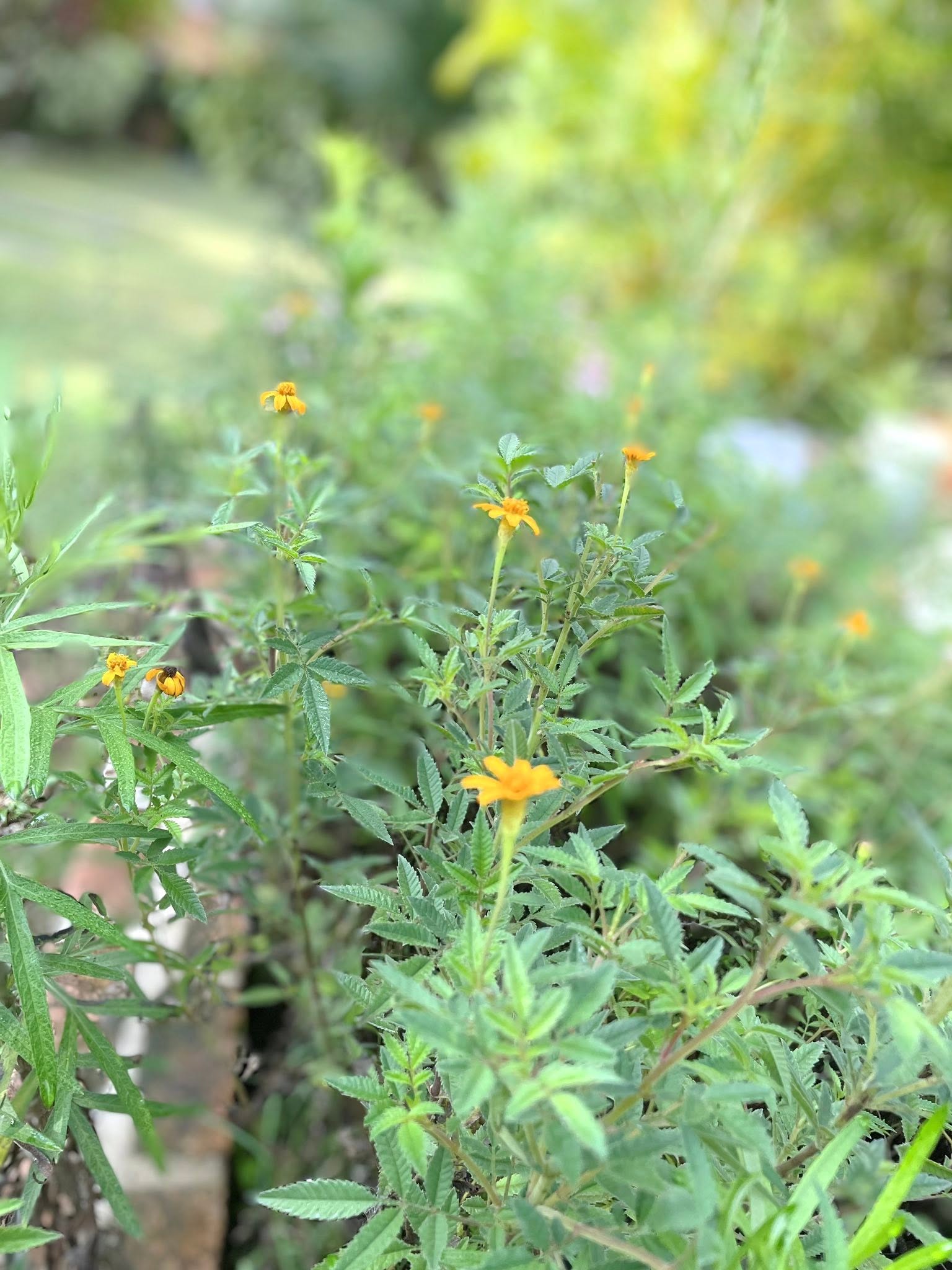 跟植物說愛的話語，會讓他們長的更好