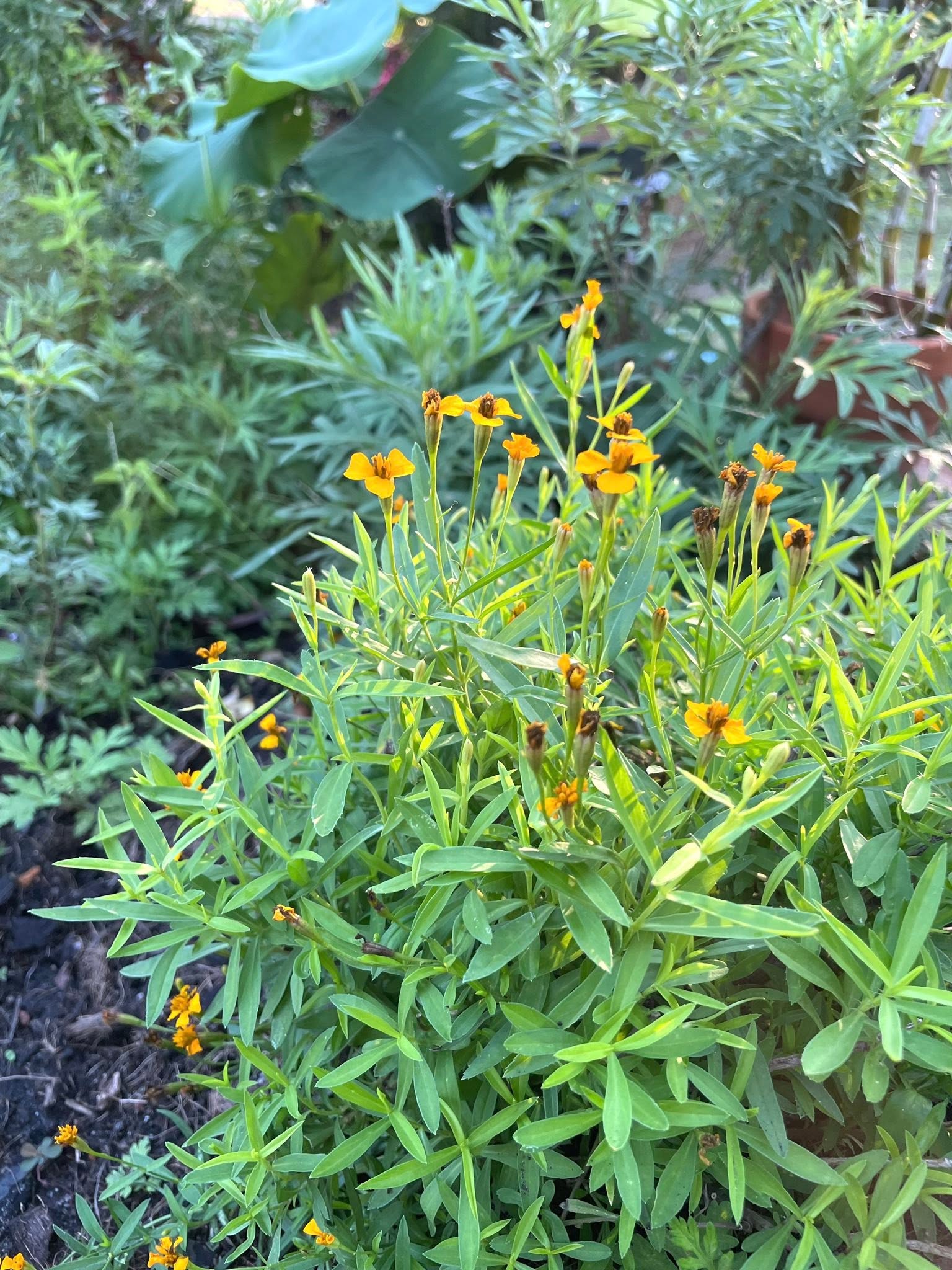 花園的香草們