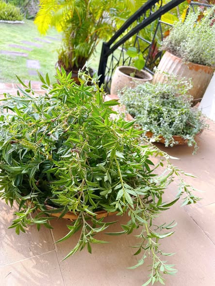 植物們也喜歡剪頭髮