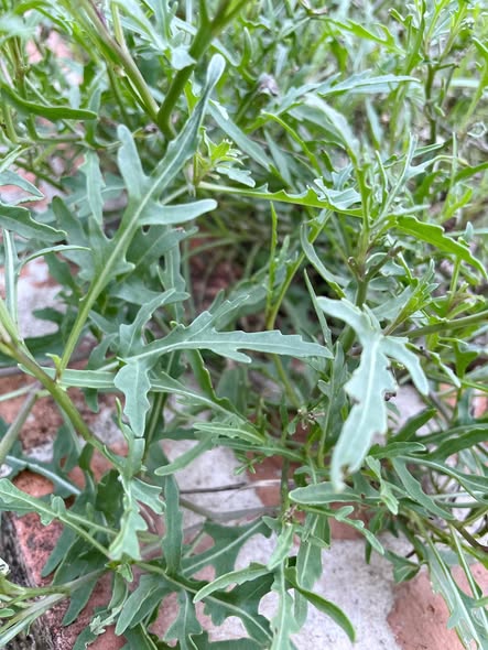 共生菜園