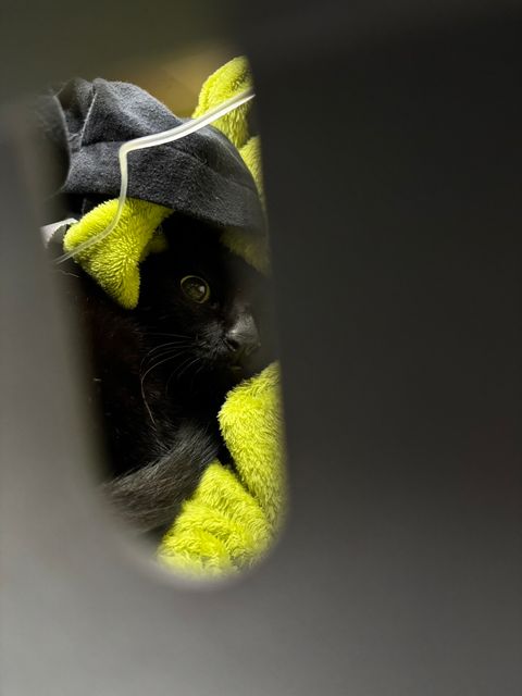S__15523949_0