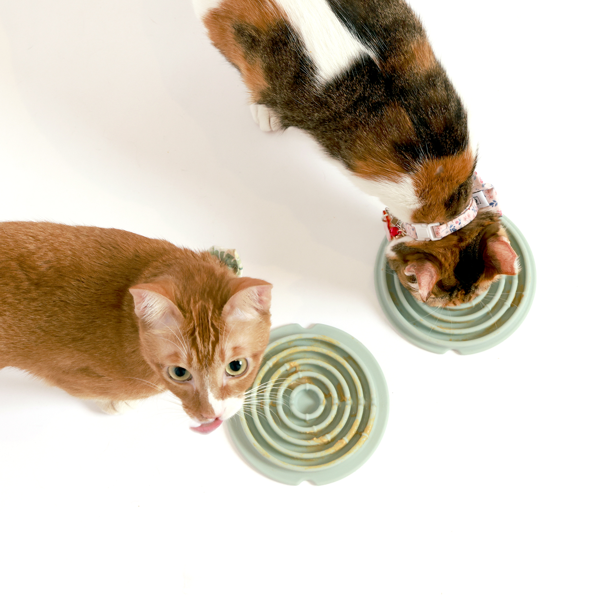Copy of Copy of 2cat