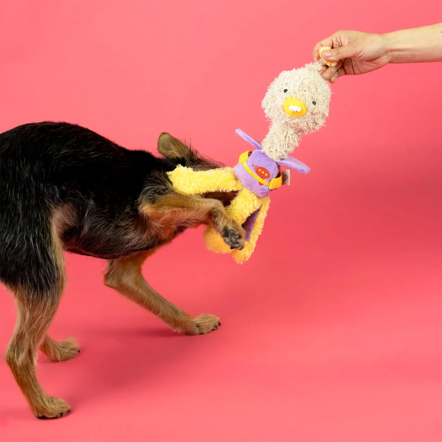 坐下等等 | Sniffing Toy