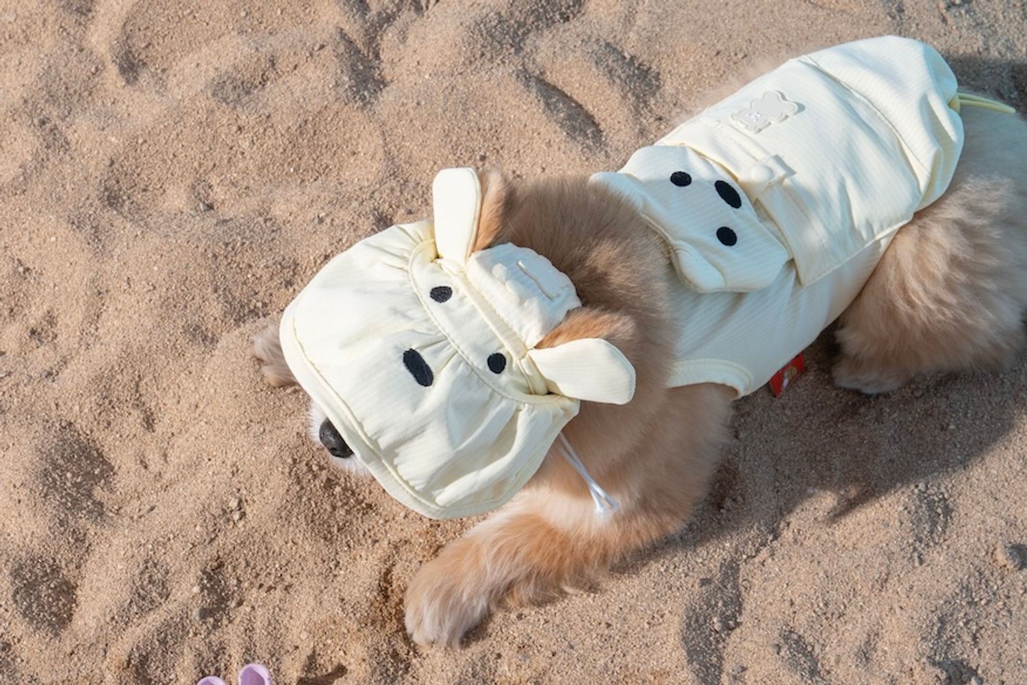 坐下等等 | Puppy gallery