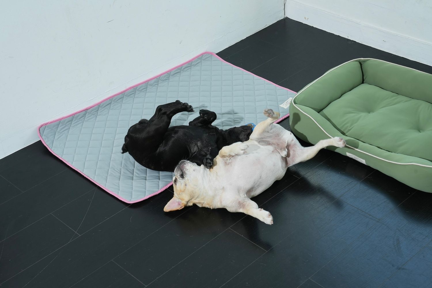 坐下等等 | Puppy Gallery
