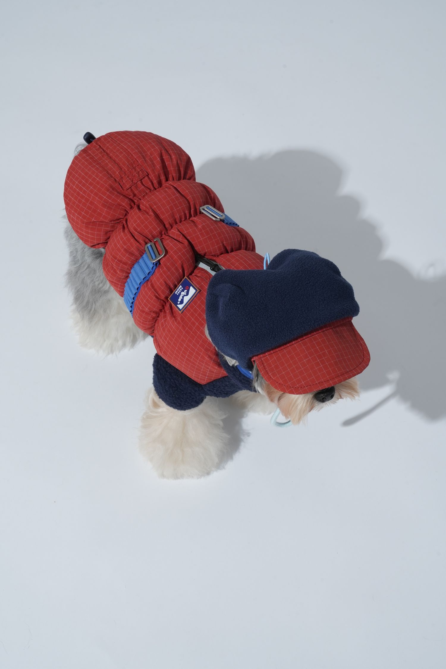 坐下等等 | Puppy Gallery