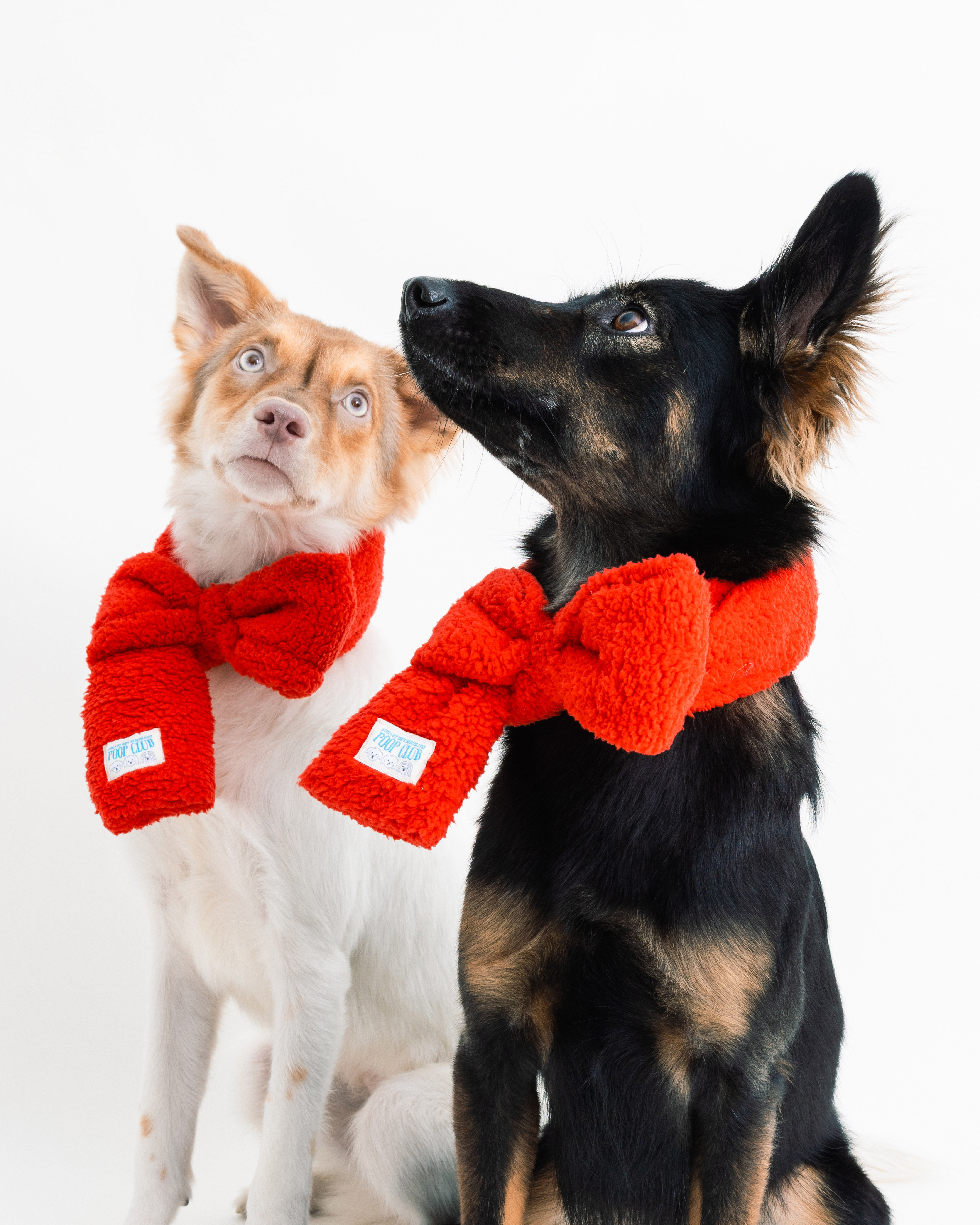 蝴蝶結領巾宣傳-20