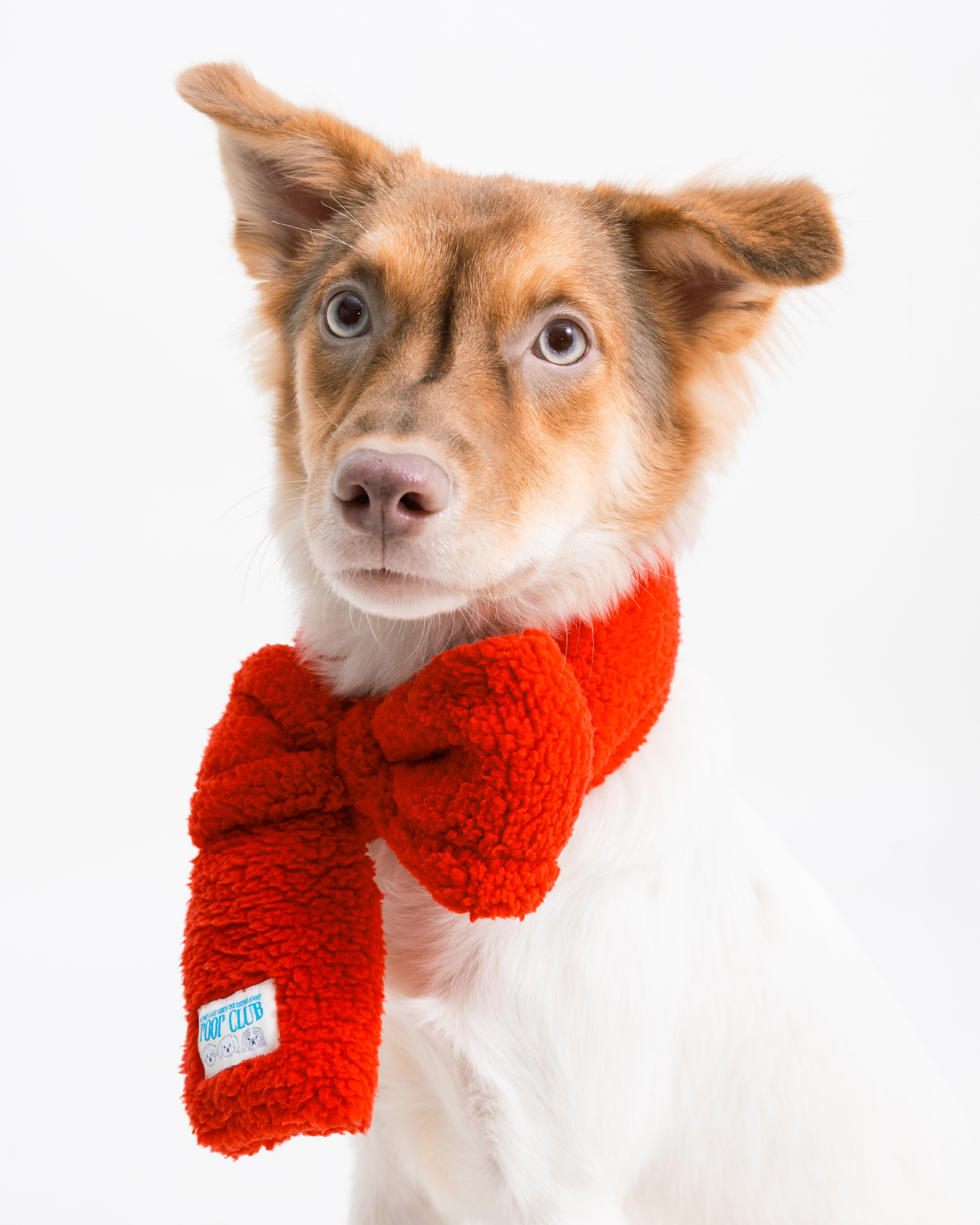 蝴蝶結領巾宣傳-23