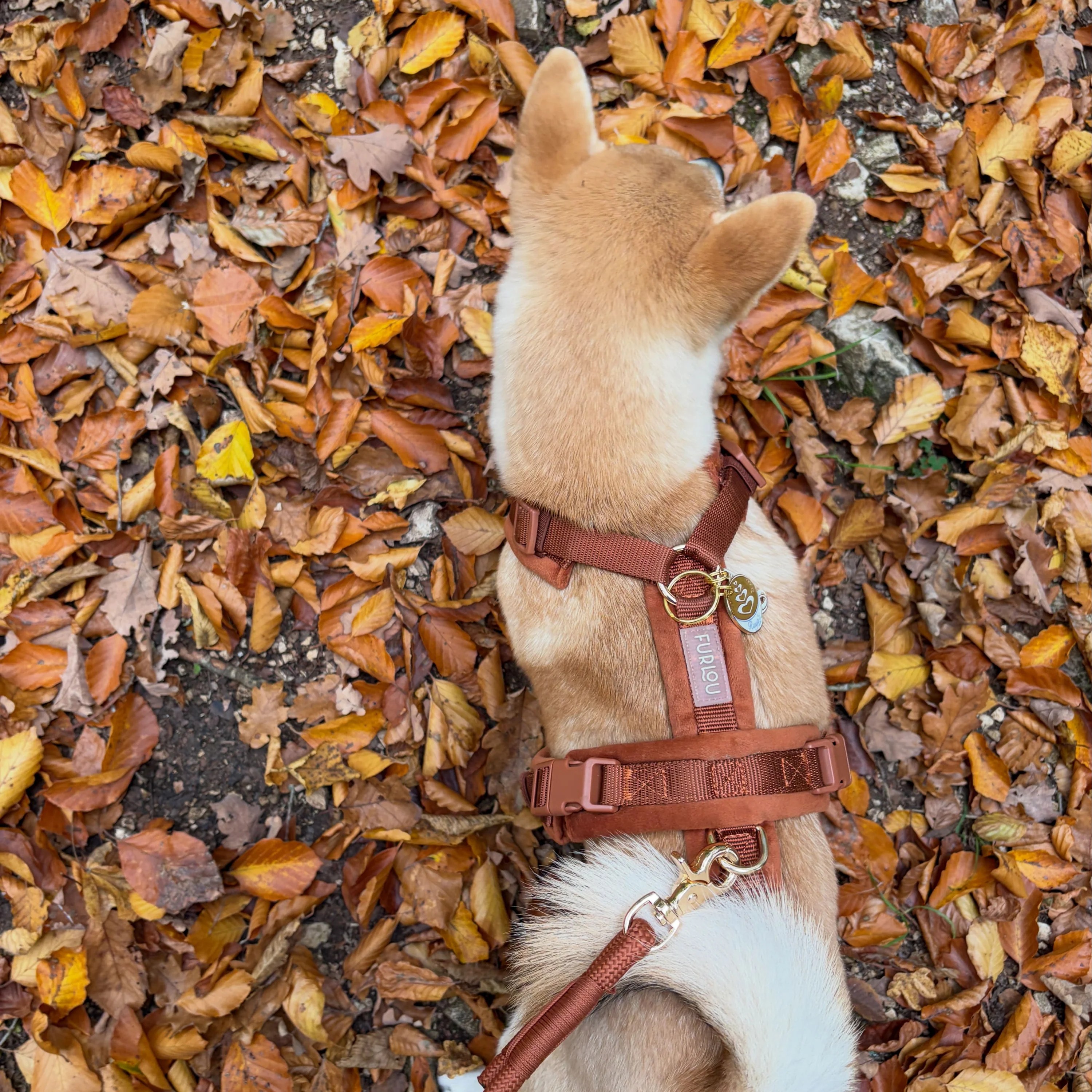 shiba_nu_medium_f645d644-b1d8-421f-9c19-a0e57931b293