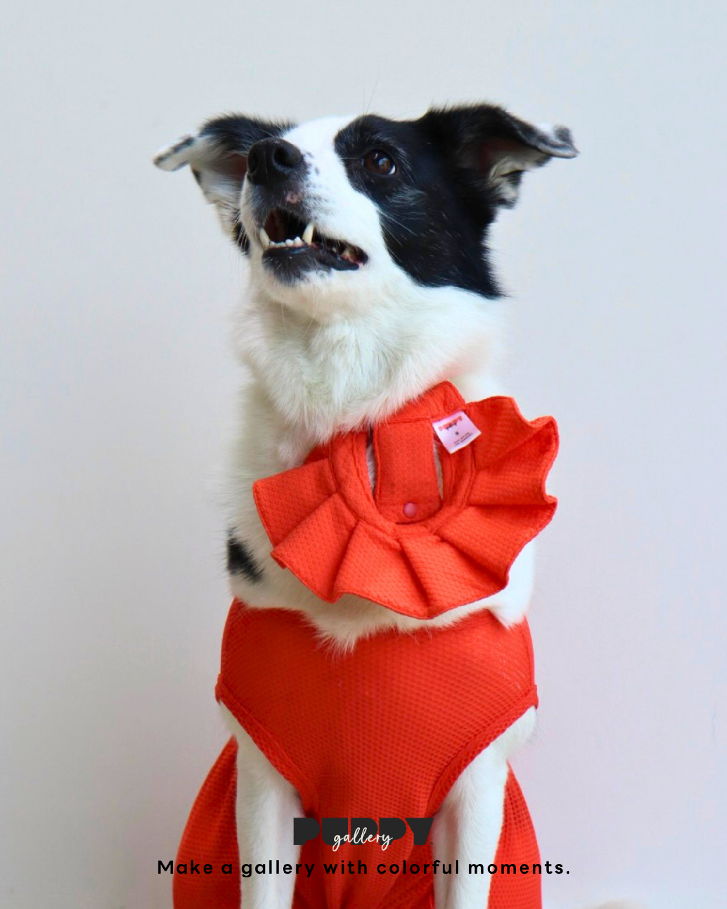 坐下等等 | Puppy Gallery