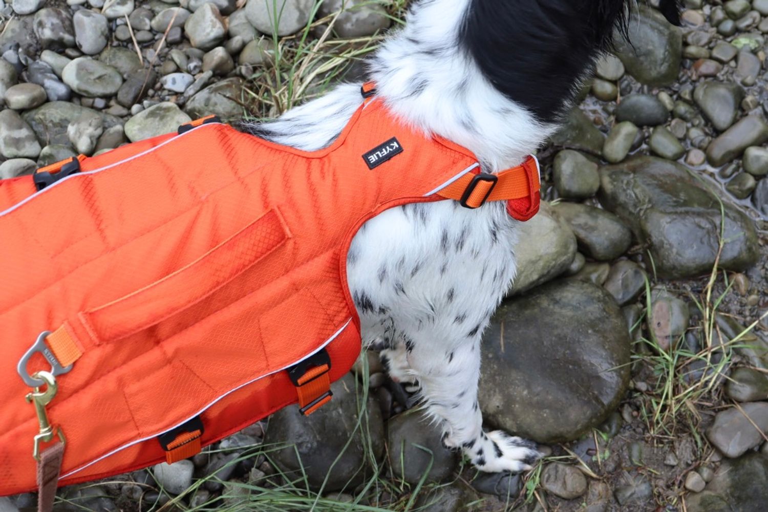 坐下等等 | Puppy Gallery