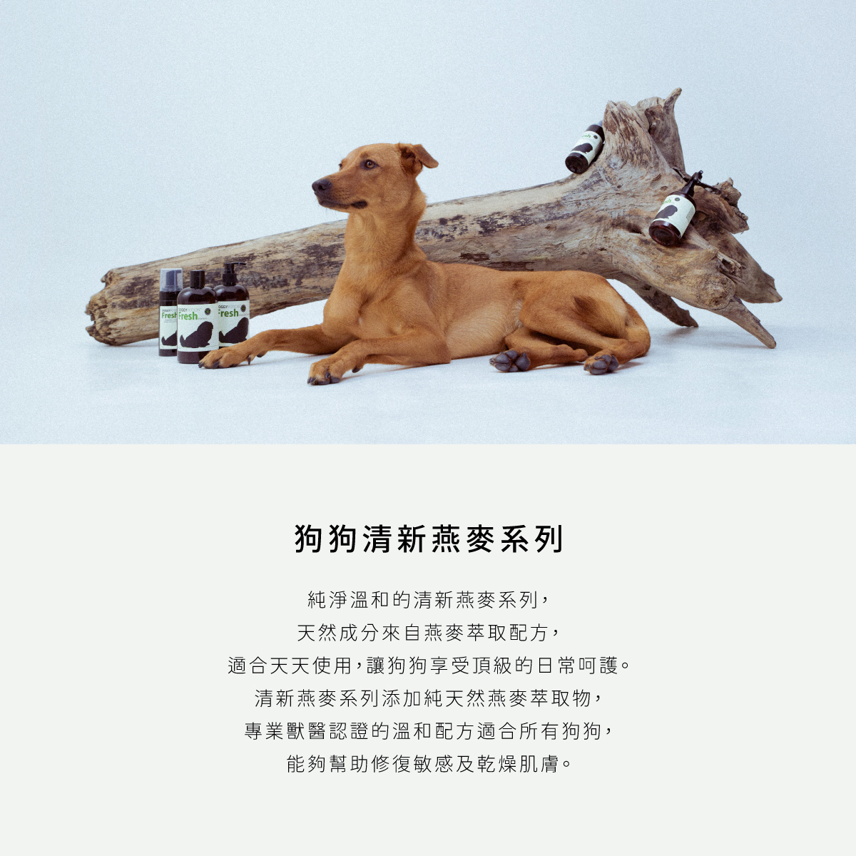 DOGGYPOTION_商品頁_Fresh_商品介紹1