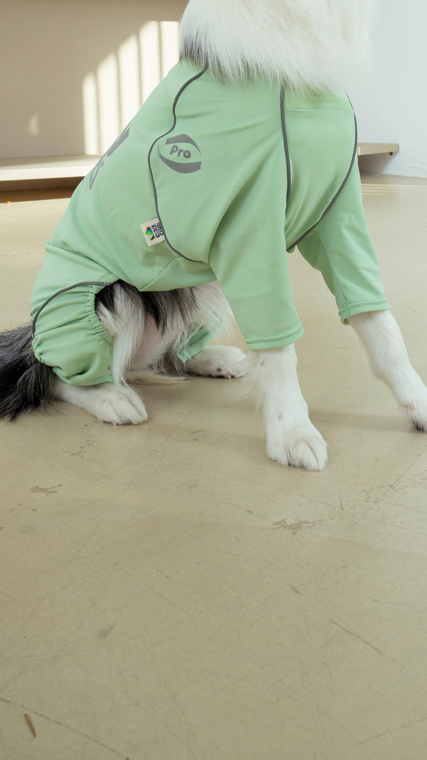 坐下等等 | Puppy Gallery
