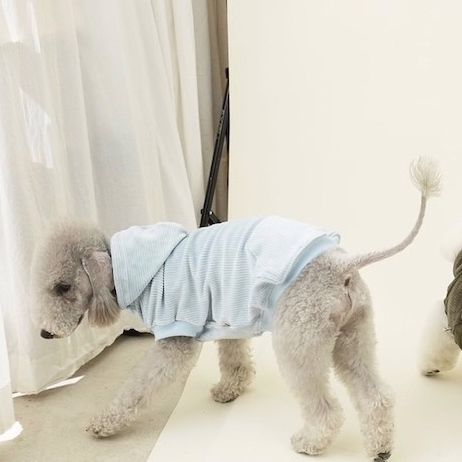 Gray蹦蹦Hoodie1拷貝4