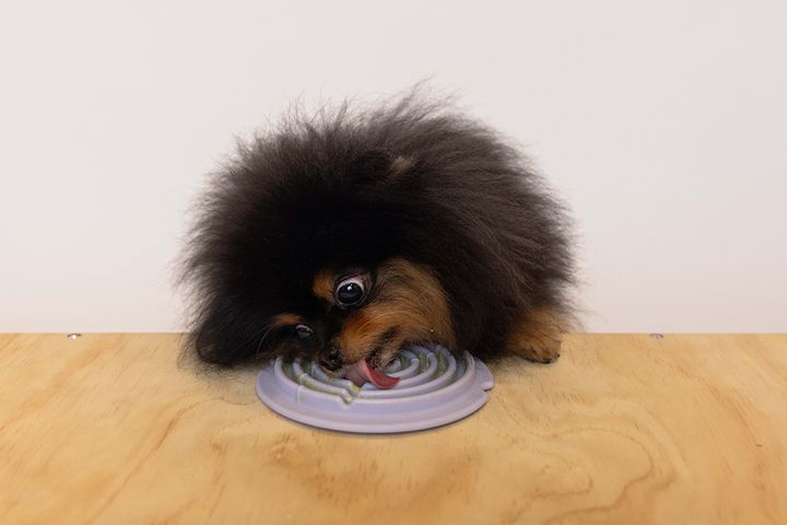 Copy of Copy of dog with twirl