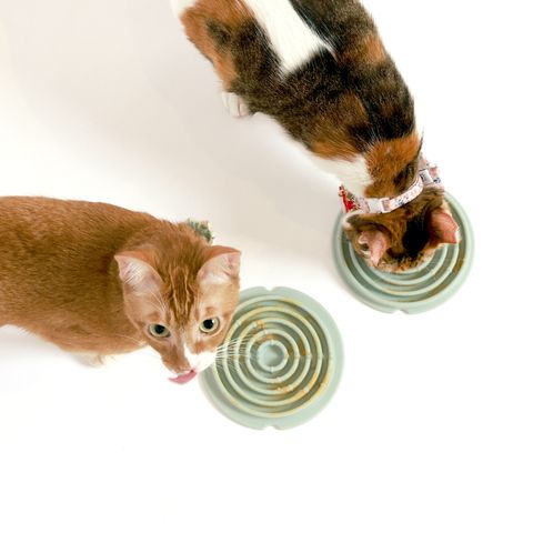 Copy of Copy of 2cat