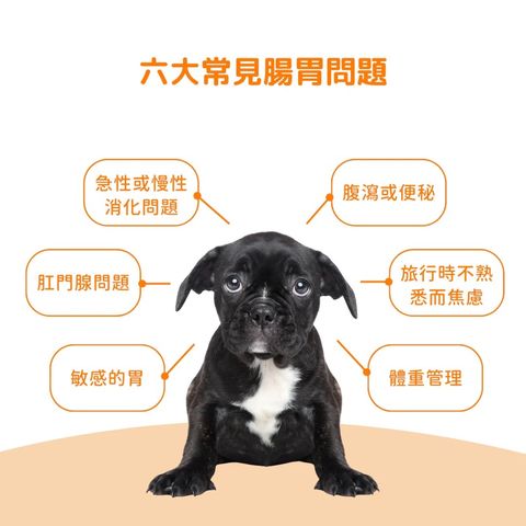 南瓜１１