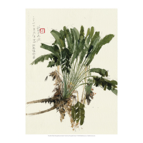9-traveller_s-palm-study-penang-botanic-garden-1.png