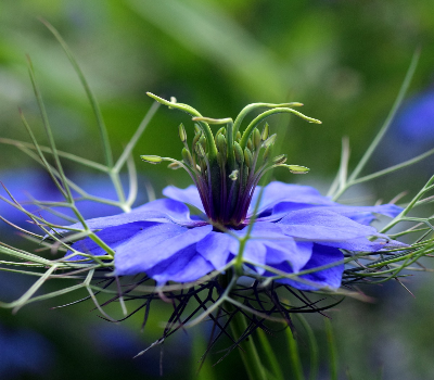 A close up of a flower Description automatically generated with medium confidence