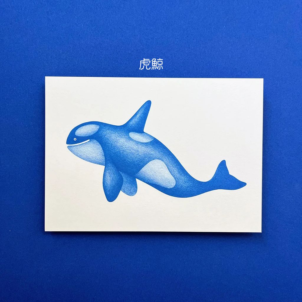 Postcard Marine Life 4 - Kosatka 明信片-海洋生物：虎鯨-fotor-20260803123126