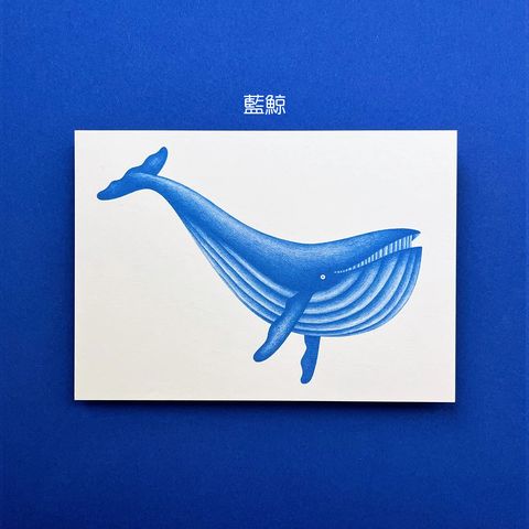 Postcard Marine Life 2 - Plejtvák obrovský 明信片-海洋生物：藍鯨-fotor-20260803123013