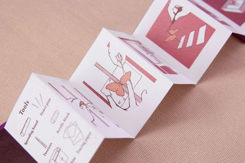 Pinned Specimens 02.jpg