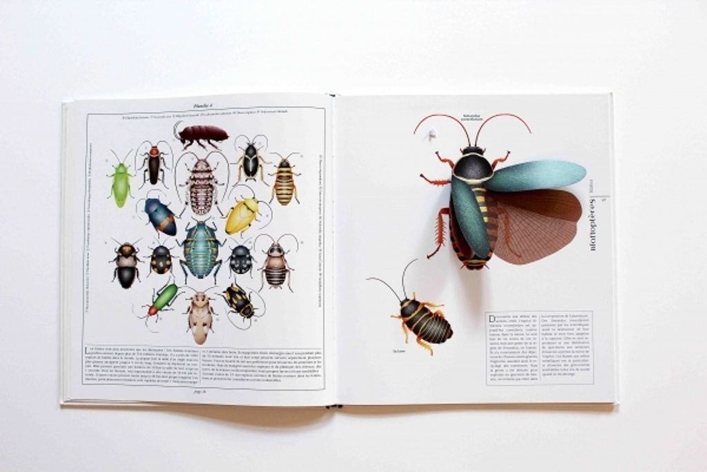 Insectes-4.jpg