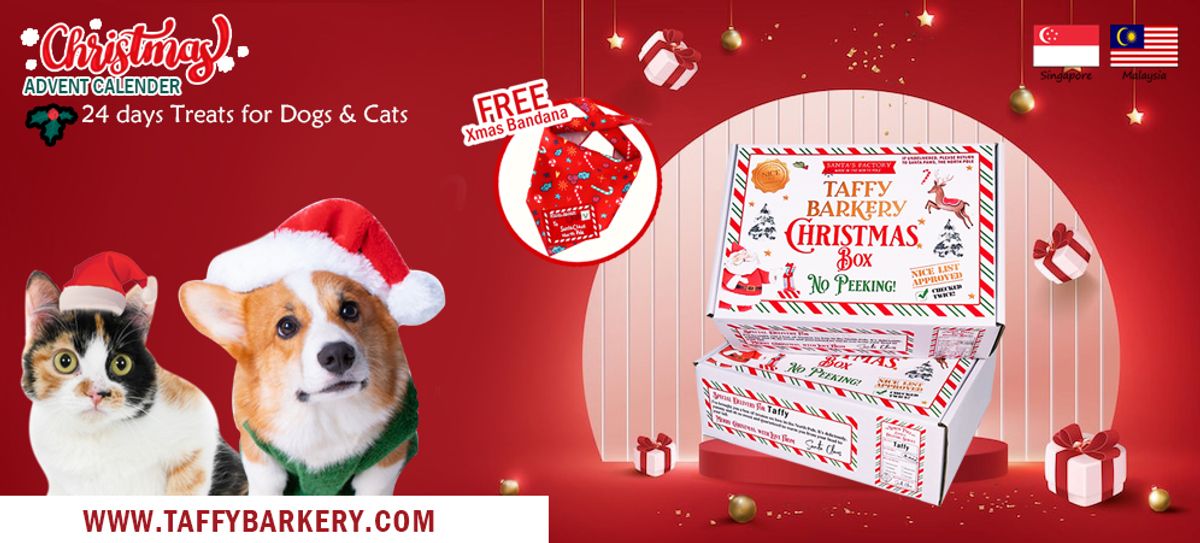 Pawfect present for your Dog & Cat