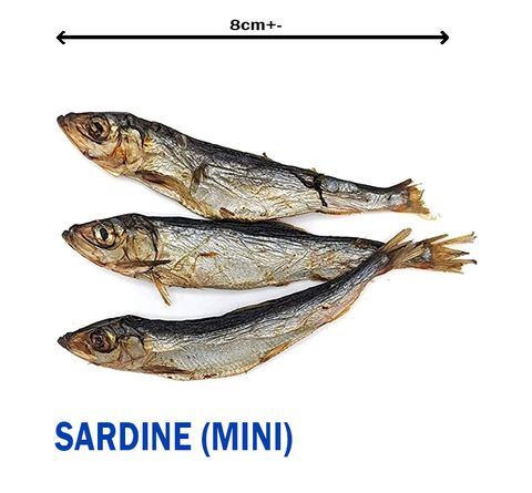 Sardine photo.jpg