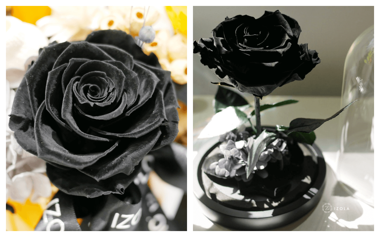 玫瑰花花語與顏色代表含意黑色.png