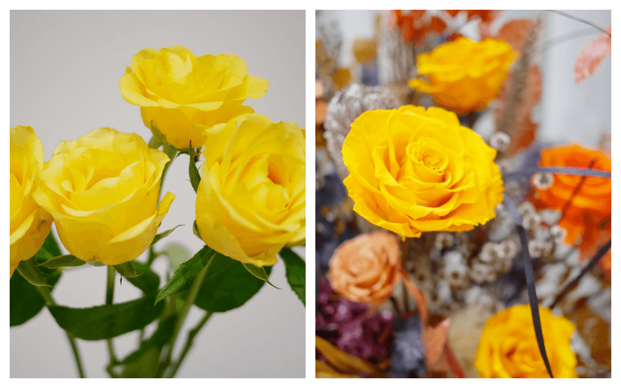 玫瑰花花語與顏色代表含意黃.png