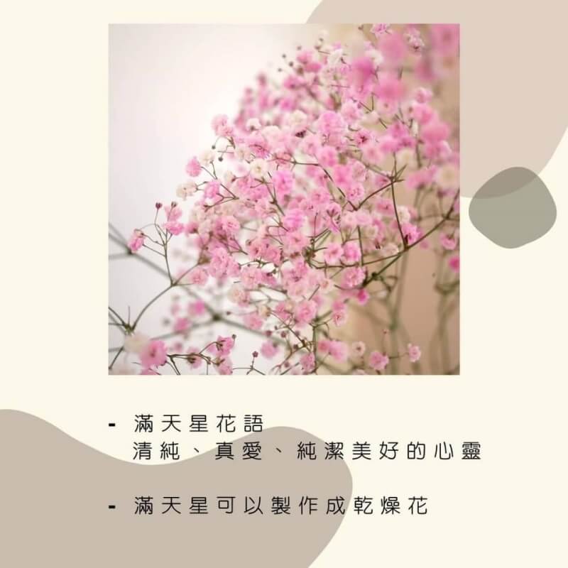 滿天星花語11 (2).jpg