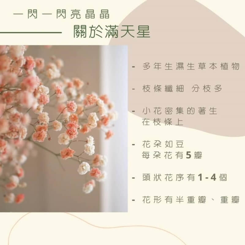 滿天星花語11 (3).jpg