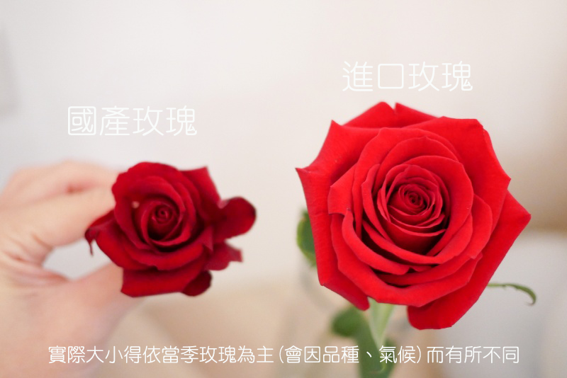 進口玫瑰_國產玫瑰比較圖1 (1)
