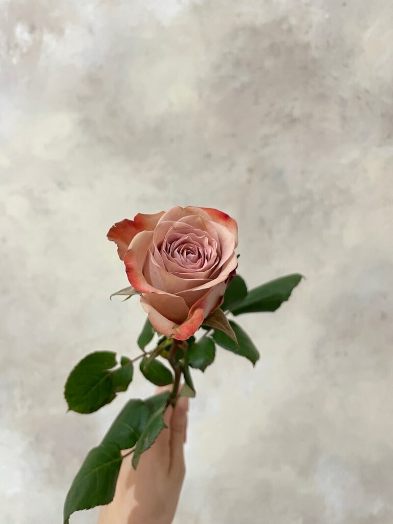 鮮花花束 唯一的愛 單支玫瑰花束 Izola Flower 伊左拉花植工作室 高雄左營花店 鮮花 永生花 乾燥花 花藝教學