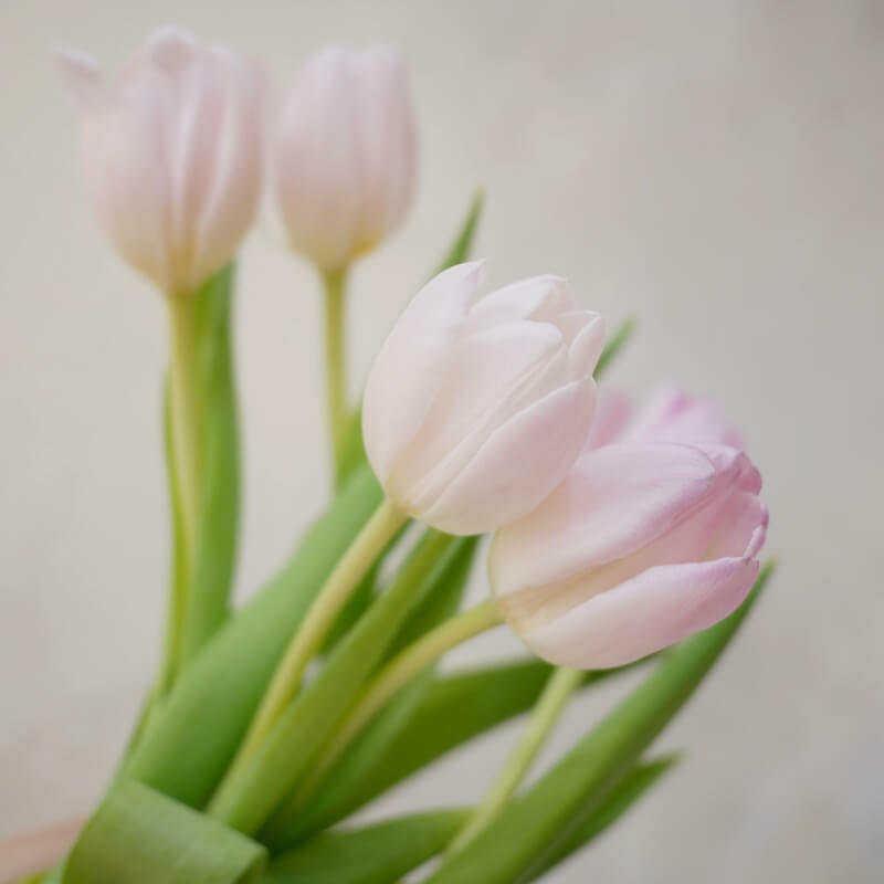 高雄左營粉色鬱金香花束推薦伊左拉花店34.jpg