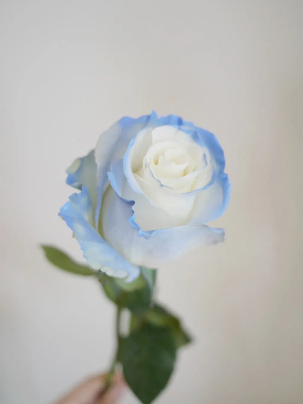 淺藍色玫瑰(噴色)— 使用雪山白玫噴色