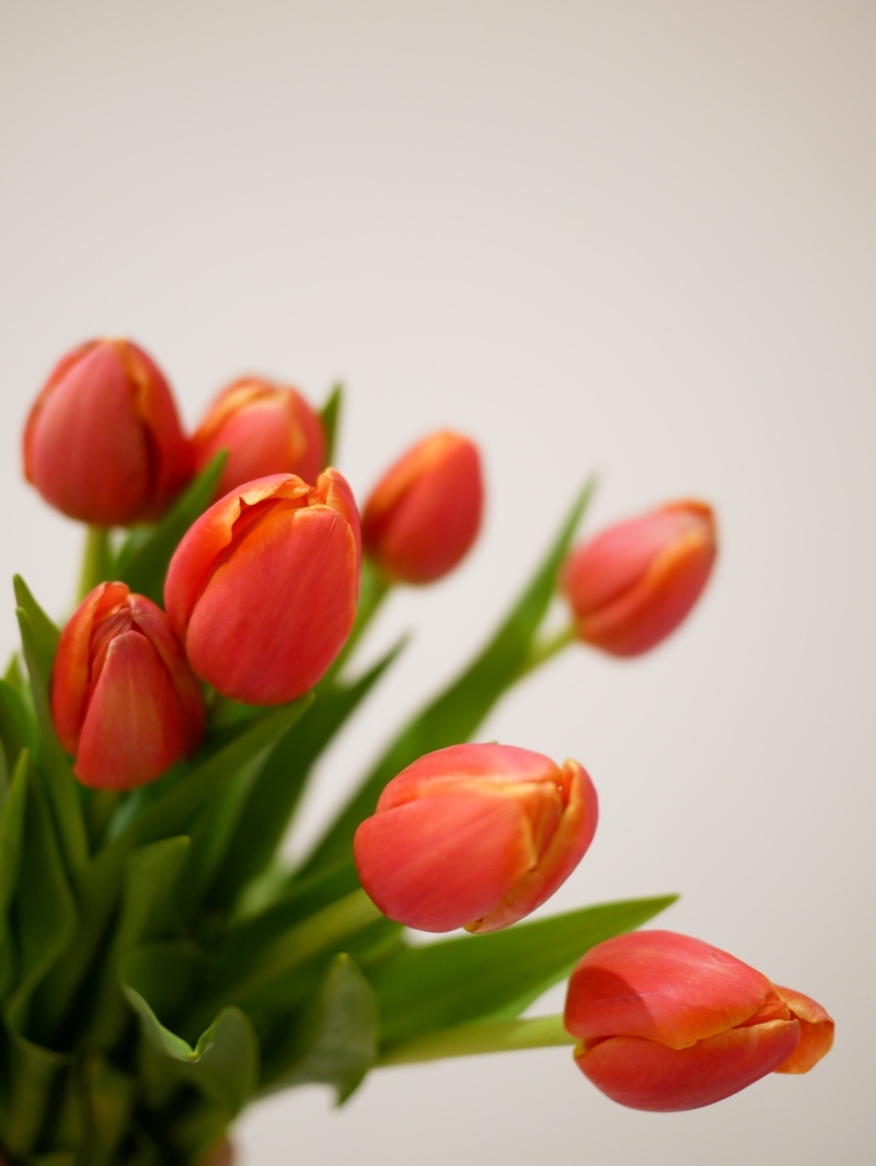 鮮花花束- 紅&紅橘色鬱金香花束| 情人、告白、紀念日送花– IZOLA FLOWER 伊左拉花植工作室