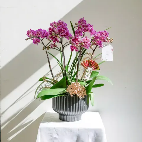 蝴蝶蘭盆花