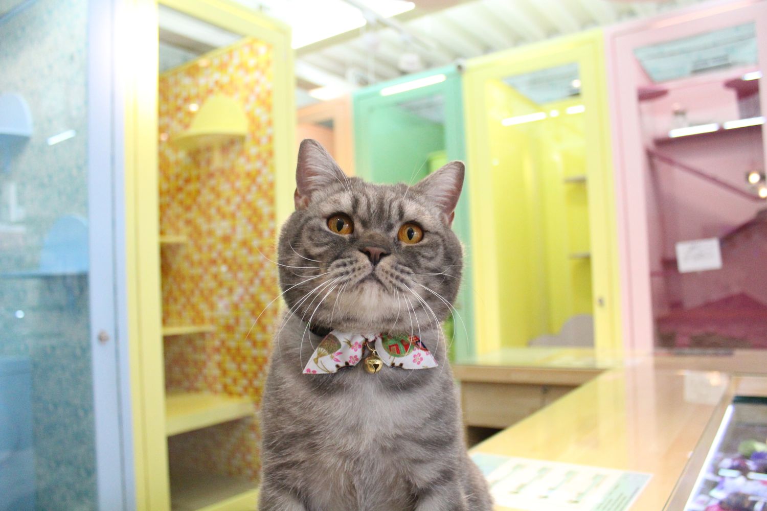 貓的王美 | WANG MEI CAT's Hotel