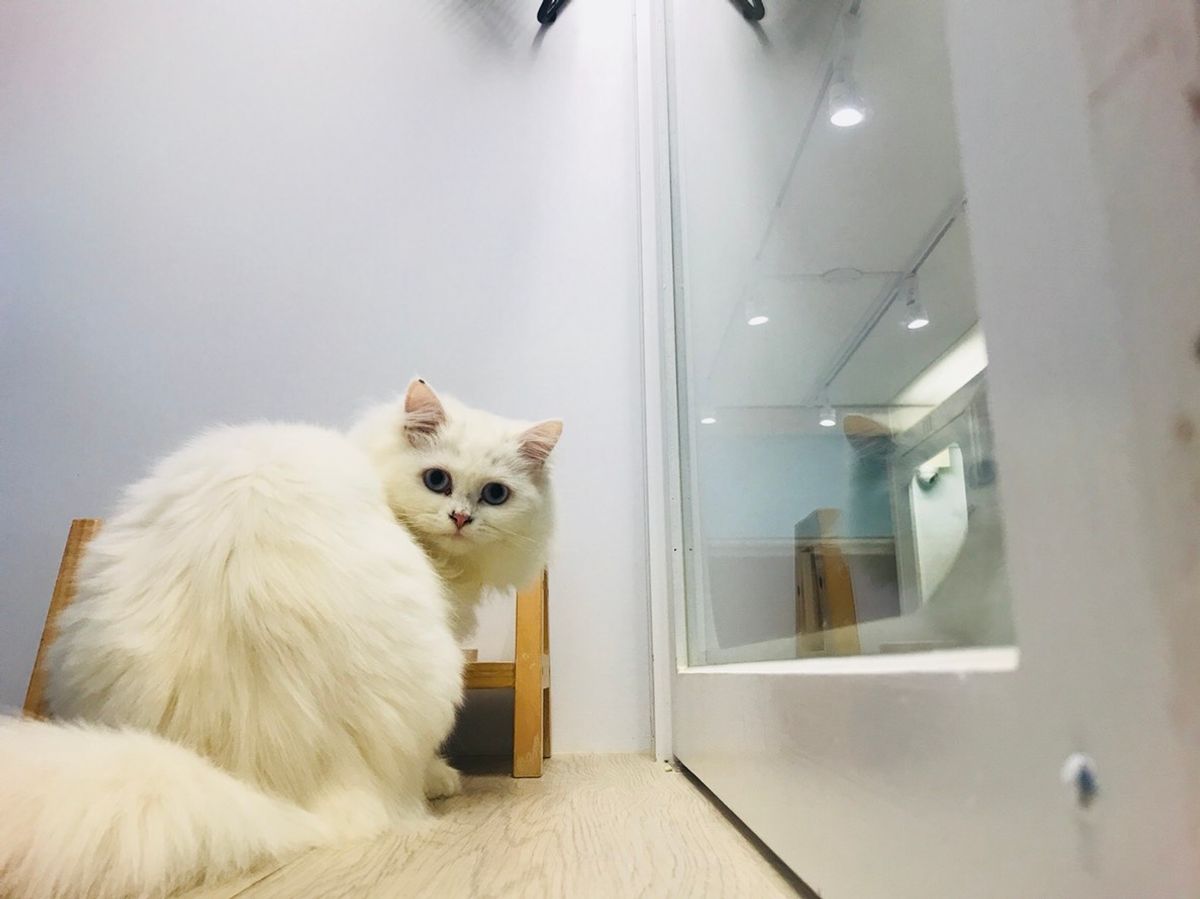 貓的王美 | WANG MEI CAT's Hotel