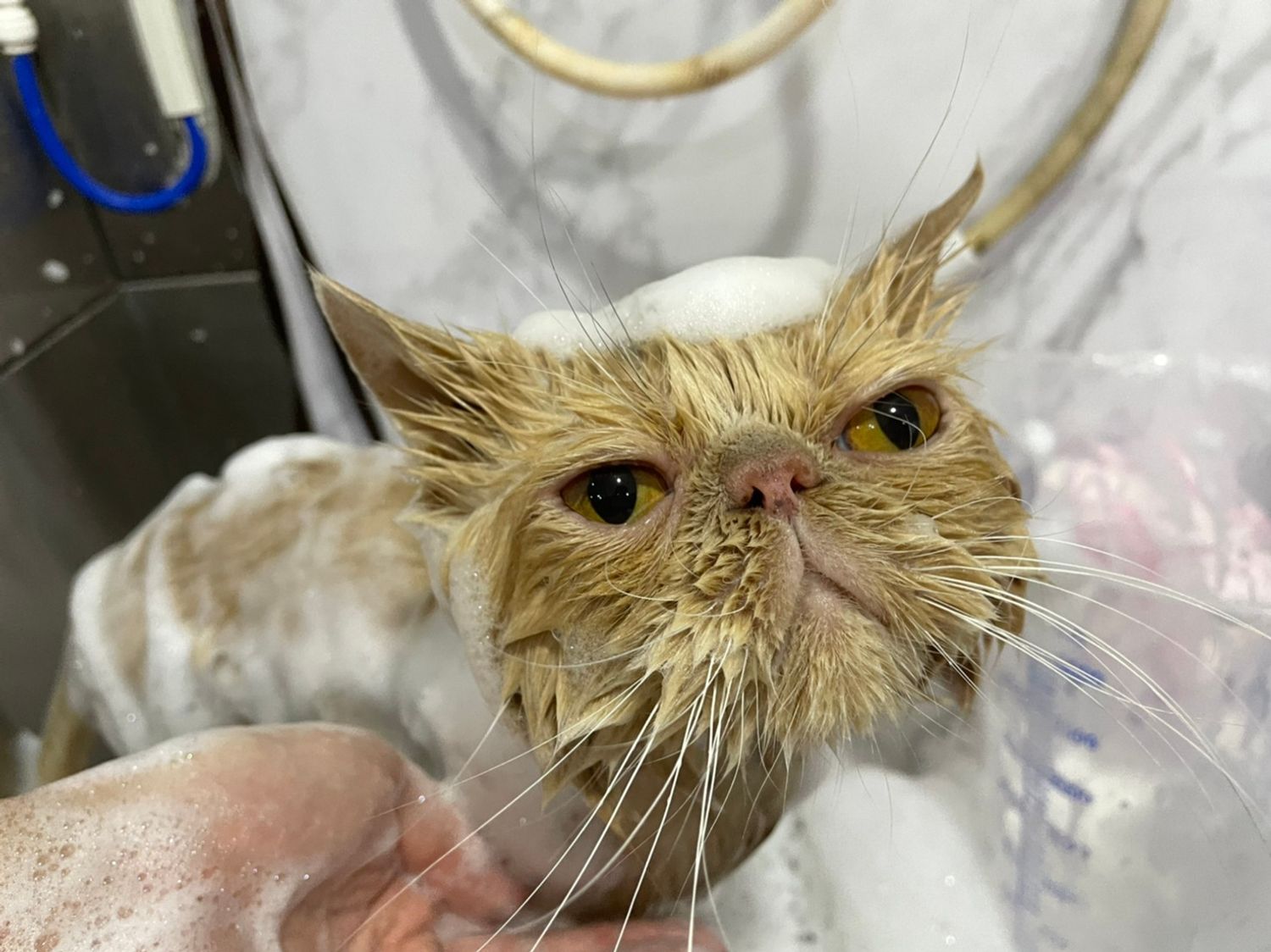 貓的王美 | WANG MEI CAT's Grooming